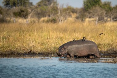 Kruger Ulusal Parkı, Güney Afrika 'da bir su aygırı.