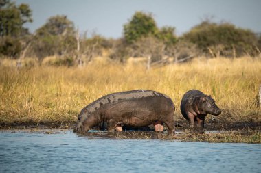 Annesi olan siyah bir su aygırı.