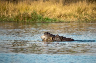 Kruger Ulusal Parkı 'nda hipopotam (suaygırı amfibi).