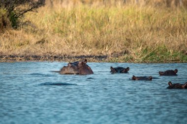 Göldeki su aygırları