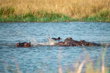 Nehirde vahşi patatesler