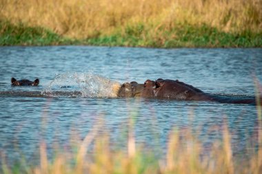 Gölde oynayan bir grup siyah ayı.