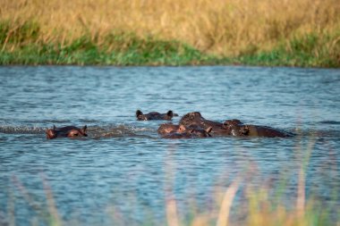 Ulusal parkta suyu olan Afrika fili.