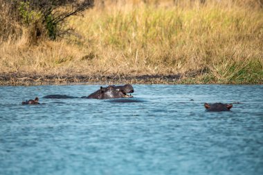 Nehirde su aygırı (suaygırı amfibi) bulunur.