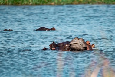 Afrika suaygırı (suaygırı amfibi) Güney Afrika 'daki Kruger Ulusal Parkı' ndaki nehirde..