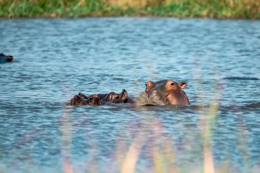 Güney Afrika 'daki Kruger Ulusal Parkı' nda sudaki su aygırları..