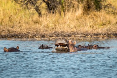 Afrika fili (cerxodonta africana) içme suyu