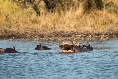 Nehrin sularındaki Afrika fili