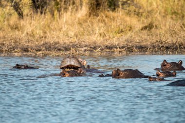 Sudaki su aygırları