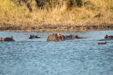 Afrika fili Kruger Ulusal Parkı, Güney Afrika