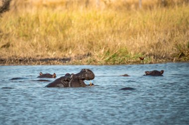Güney Afrika 'da nehirde su aygırı.