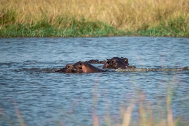 Suda su aygırı (potamus amfibi).