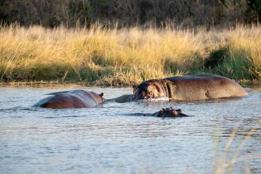 Nehirde vahşi su aygırları