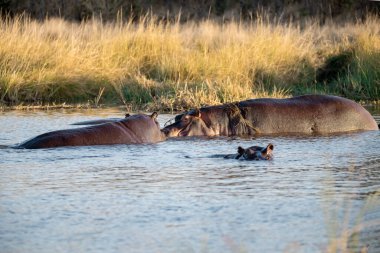Suda bir grup su aygırı var.