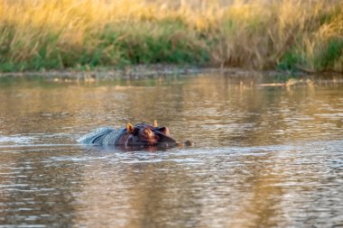 Nehirde vahşi su aygırları