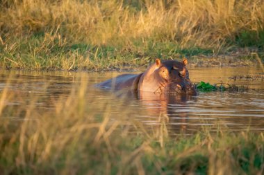 Ulusal parktaki suda su aygırı var.