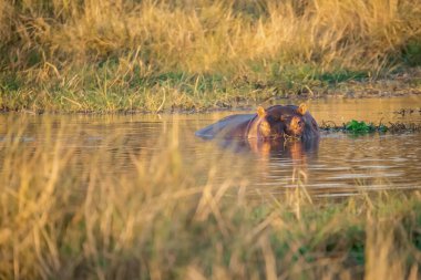 Kruger Park, Güney Afrika 'da günbatımında su aygırları