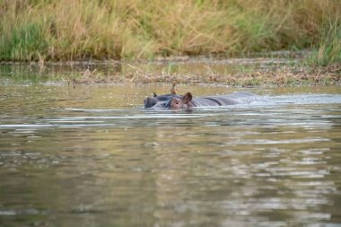 Su aygırları gölün sularında yüzerler..