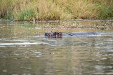 Suaygırı suda yüzüyor.