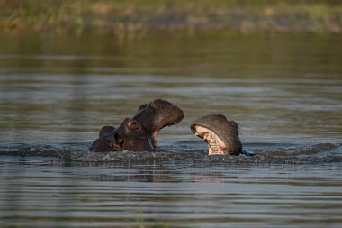 Su aygırı Kruger National park, Güney Afrika