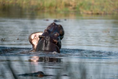 Suda vahşi su aygırı