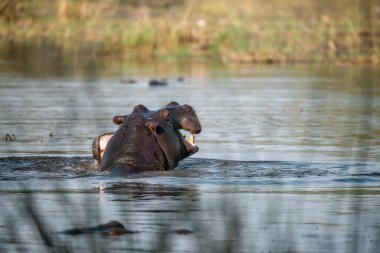 Güney Afrika 'daki Kruger Parkı' nda su aygırları..