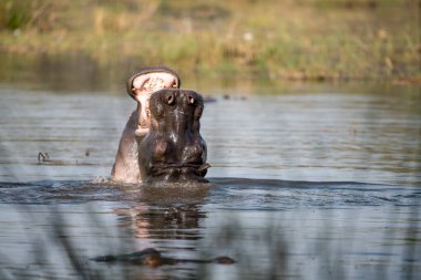 a female elephant in the water
