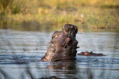 Nehirdeki Afrikalı su aygırı