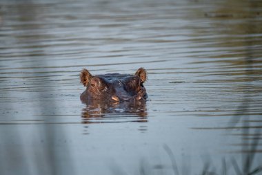 su vahşi su aygırı