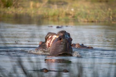 Kruger Ulusal Parkı 'nda Afrikalı su aygırları