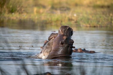 Güney Afrika 'daki Kruger Ulusal Parkı' nda sudaki su aygırları.