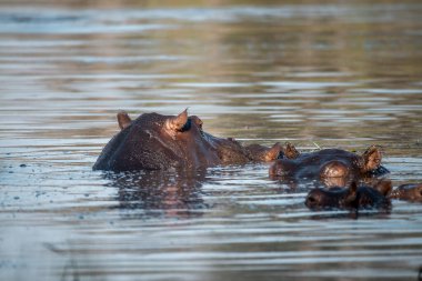 Su aygırı Kruger National Park, Güney Afrika