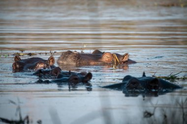 Göldeki vahşi Afrikalı su aygırları.
