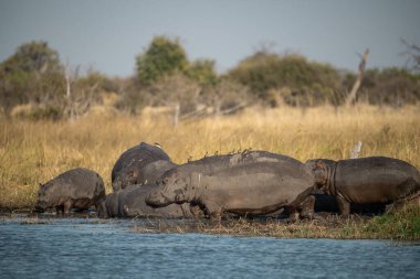 Afrika fili içme suyu