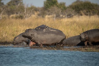 Afrika fili Kruger Ulusal Parkı, Güney Afrika