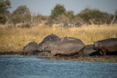 Afrika Nehri, Kruger Ulusal Parkı, Güney Afrika