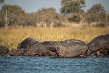 Kruger Milli Parkı içinde Afrika fili