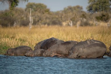 Afrika fili Güney Afrika 'daki Kruger parkında.