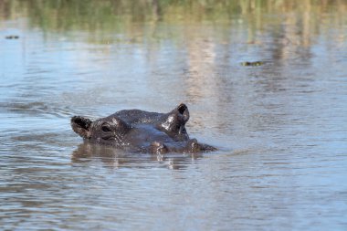 Güney Afrika 'daki Kruger Ulusal Parkı' nda sudaki su aygırları.