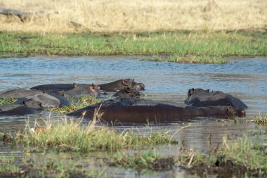 su aygırı, amfipotamus, bius, suda nehir, kenya