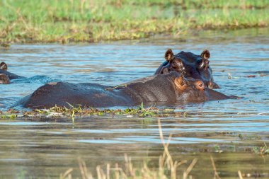 Göldeki su aygırları