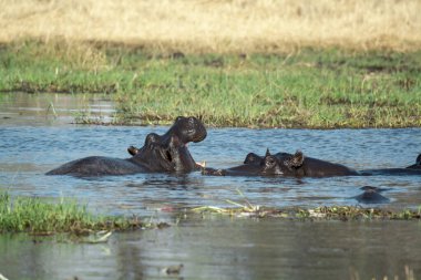 Afrika 'da vahşi patates