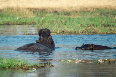 Nehirde yüzen iki siyah fil