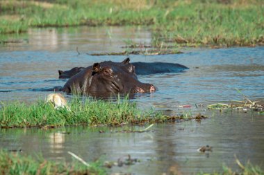 Uganda, Afrika ulusal parkında vahşi bufalolar