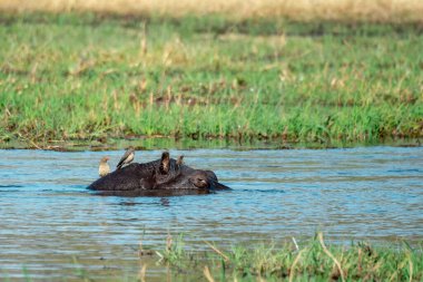 Nehirdeki sudaki su aygırları Chobe, Chobe, Chobe, Botswana, Afrika ulusal parkında.