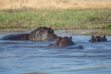 Afrika su aygırı, su aygırı amfibi, Kruger Parkı, Güney Afrika