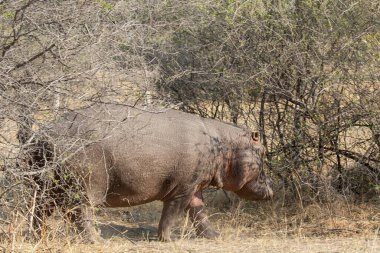 Ulusal parktaki gergedan.