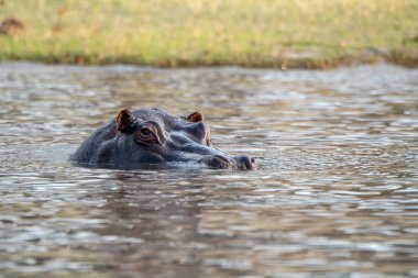 Göldeki su aygırları