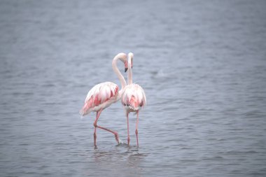 Gölde pembe flamingo