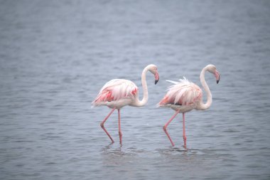 Suda Flamingo kuşu